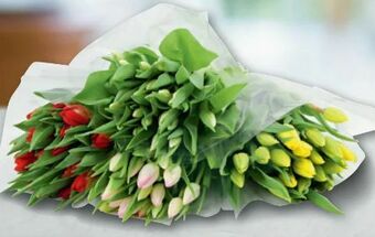 Metro Tulpen Angebot