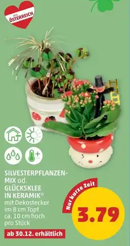 PENNY Silvesterpflanzen mix od. glücksklee in keramik Angebot