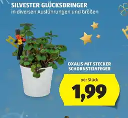 Hofer Silvester glücksbringer Angebot