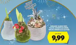 Hofer Keramik silber topf, wachs-amaryllis grün, wachs-amaryllis glitter Angebot