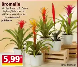 Norma Bromelie Angebot