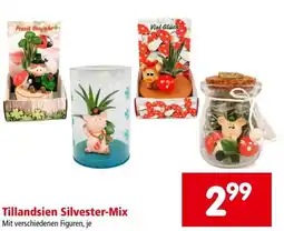 Interspar Tillandsien silvester mix Angebot