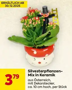 Billa Silvesterpflanzen- Mix in Keramik Angebot