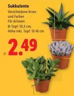 Lidl Sukkulente Angebot