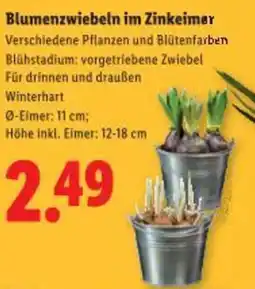 Lidl Blumenzwiebeln im Zinkeimer Angebot