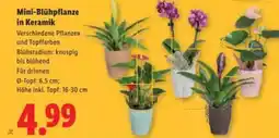 Lidl Mini-Blühpflanze in Keramik Angebot