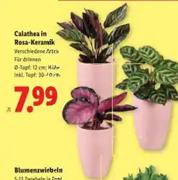 Lidl Calathea in Rosa-Keramik Angebot