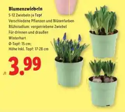 Lidl Blumenzwiebeln Angebot