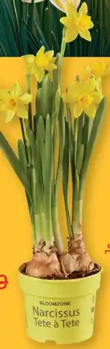 Lidl Narzissen Angebot