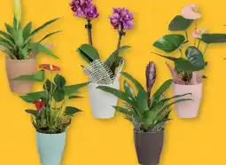 Lidl Mini Blühpflanze Angebot