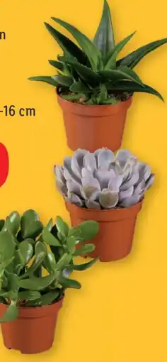 Lidl Sukkulenten Angebot