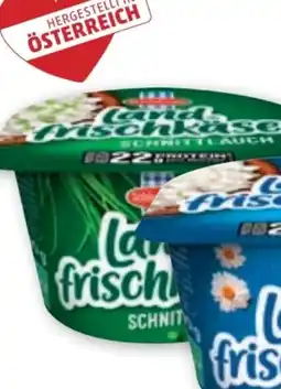 PENNY Schärdinger Landfrischkäse Angebot