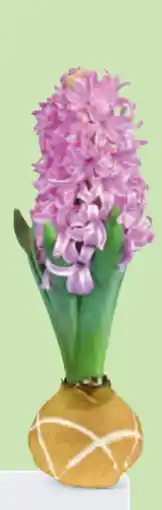 Hofer Indoor-Blühpflanzen Angebot