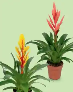 Hofer Bromelie Angebot