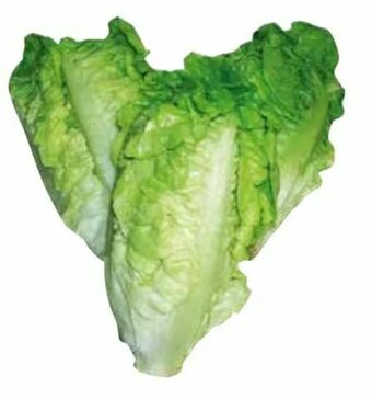Transgourmet Salatherzen Angebot