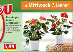 Norma Flamingo- blume anthurie Angebot