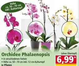 Norma Orchidee Phalaenopsis Angebot