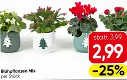 Eurospar Blühpflanzen mix Angebot