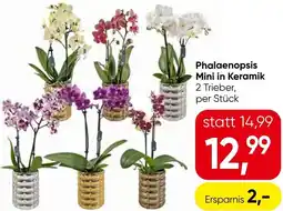 Eurospar Phalaenopsis mini in keramik Angebot