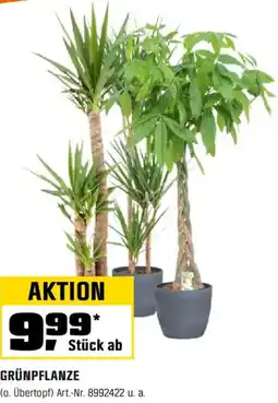 OBI Grünpflanze Angebot
