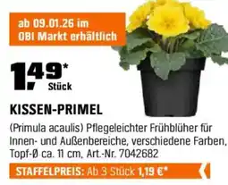 OBI Kissen-primel Angebot