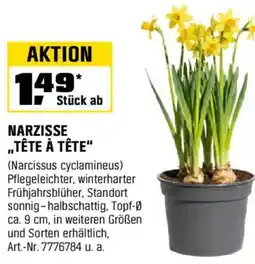 OBI Narzisse „tête à tête" Angebot