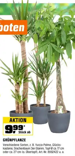 OBI Grünpflanze Angebot