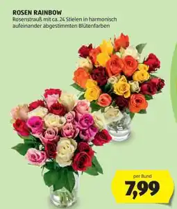 Hofer ROSEN RAINBOW Angebot