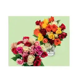 Hofer Rosen Rainbow HOFER Angebot