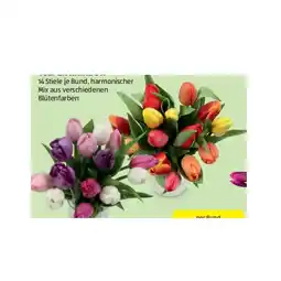 Hofer Tulpen Rainbow verschiedenen Blütenfarben HOFER Angebot