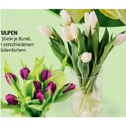 Hofer Tulpen verschiedenen Blütenfarben HOFER Angebot