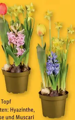 Lidl Blumenzwiebelgarten Angebot