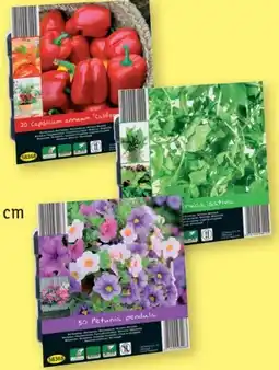 Lidl Schale mit Saatgut Angebot