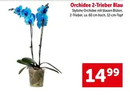 Interspar Orchidee 2-Trieber Blau Angebot