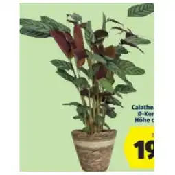 Hofer Grünpflanze Calathea Mix im Korb, ø-Korb: ca. 21 cm, Höhe ca. 60 - 80 cm HOFER Angebot