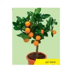 Hofer Zitrus-Mix versch. Sorten HOFER Angebot
