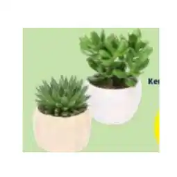 Hofer Grünpflanze Sukkulenten Mix in Keramik, ø-Topf: 13 bzw. 15 cm, Höhe ca. 14 - 30 cm HOFER Angebot