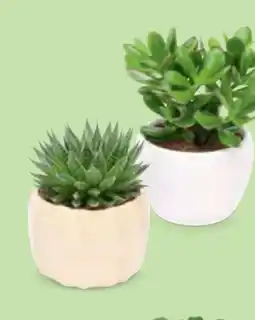 Hofer Sukkulenten Angebot