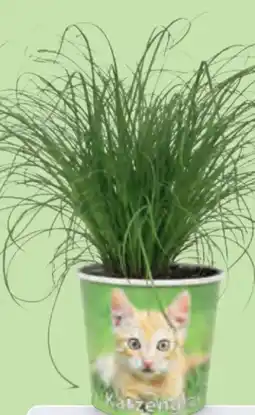 Hofer Grünpflanzen Angebot