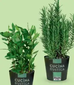 Hofer Gewürzkräuter Angebot