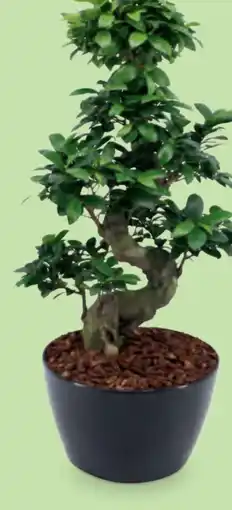 Hofer Riesenbonsai Angebot