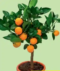 Hofer Zitruspflanze Angebot