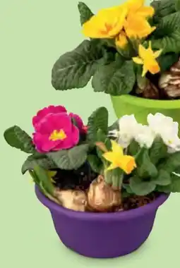 Hofer Frühlingsschalen Angebot