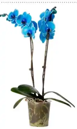 Interspar Orchidee 2-Trieber Angebot