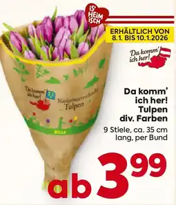 Billa Da komm' ich her! Tulpen Angebot