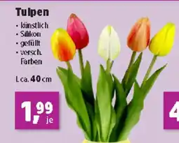 Thomas Philipps Tulpen Angebot