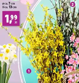 Thomas Philipps Forsythlen- stängel Angebot