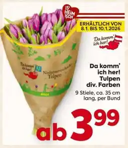 Billa Da komm’ ich her! Tulpen div. Farben Angebot