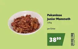 Eurogast Grissemann Pekanüsse Junior Mammoth Angebot