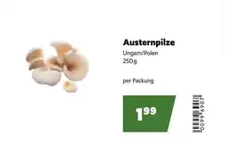 Eurogast Grissemann Austernpilze Angebot